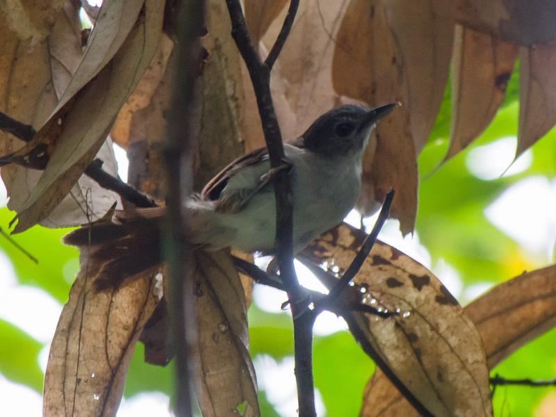 14182481112 cf233d1a52 o - sooty-capped babbler (Malacopteron affine).jpg