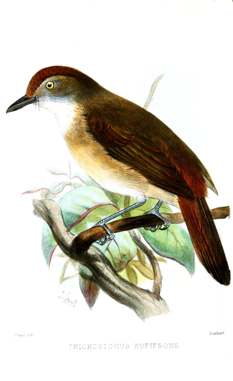 Trichostomus.Rufifrons.Smit - melodious babbler (Malacopteron palawanense).jpg