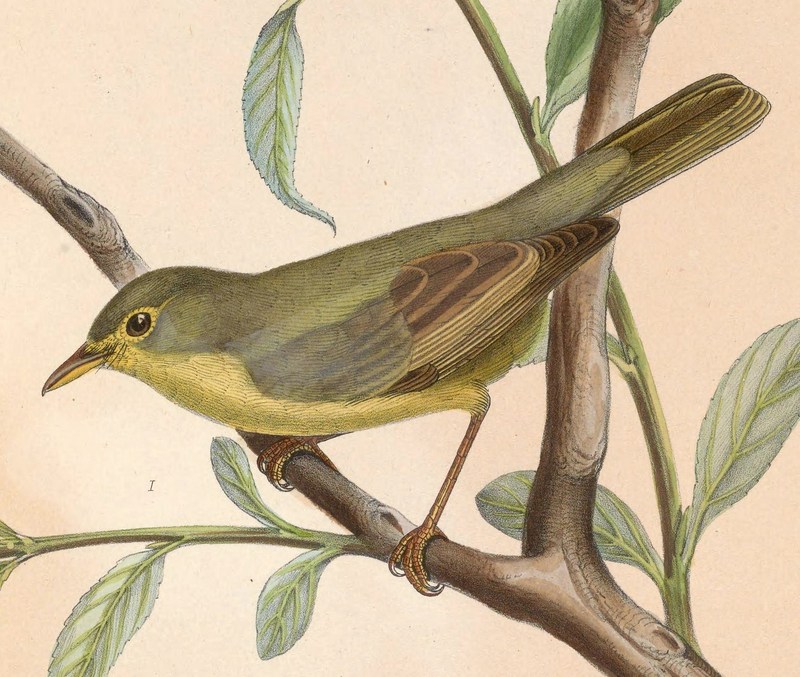 Hippolais polyglotta 1849 - melodious warbler (Hippolais polyglotta).jpg