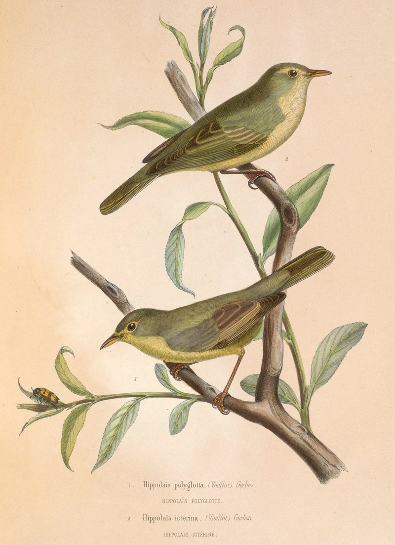 Hippolais polyglotta & Hippolais icterina 1849 - melodious warbler (Hippolais polyglotta), icterine warbler (Hippolais icterina).jpg