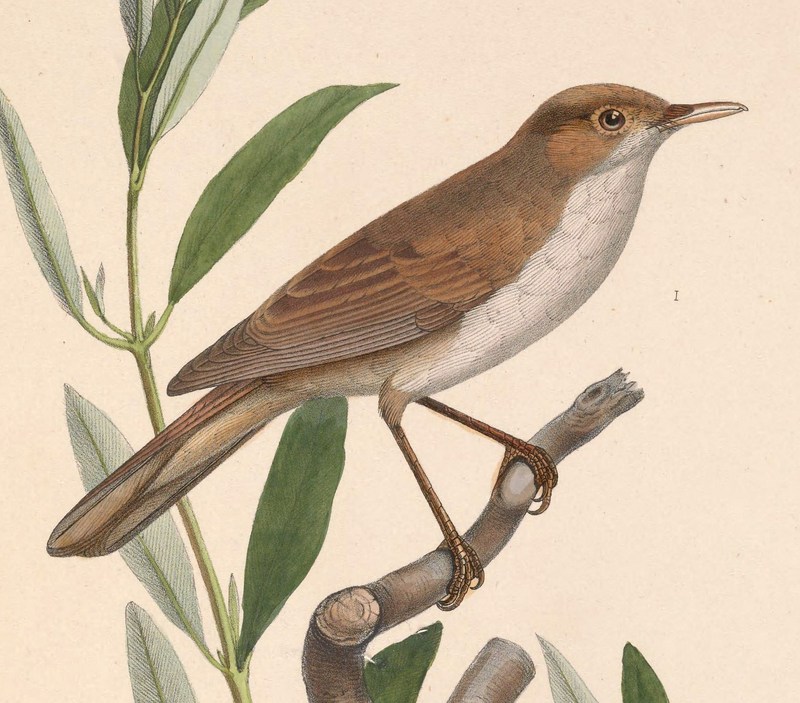 Iduna pallida elaeica 1849 - eastern olivaceous warbler (Iduna pallida).jpg