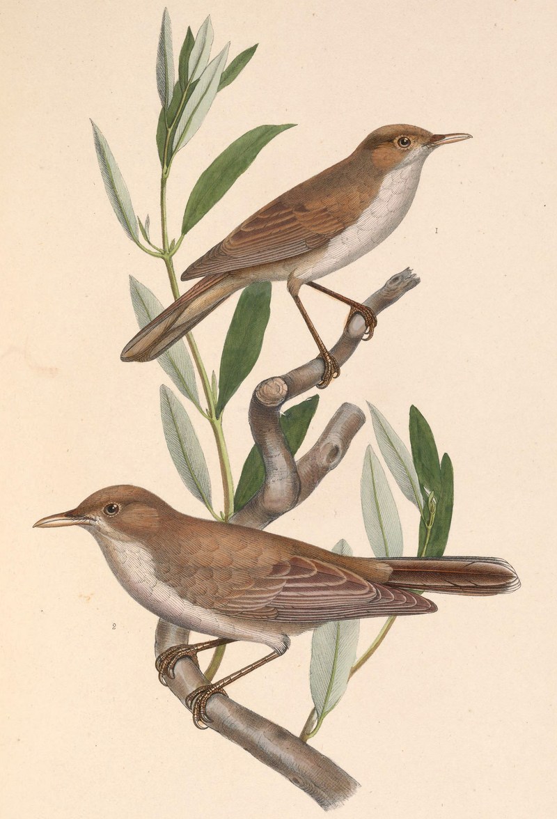 Iduna pallida elaeica & Hippolais olivetorum 1849 - eastern olivaceous warbler (Iduna pallida), olive-tree warbler (Hippolais olivetorum).jpg