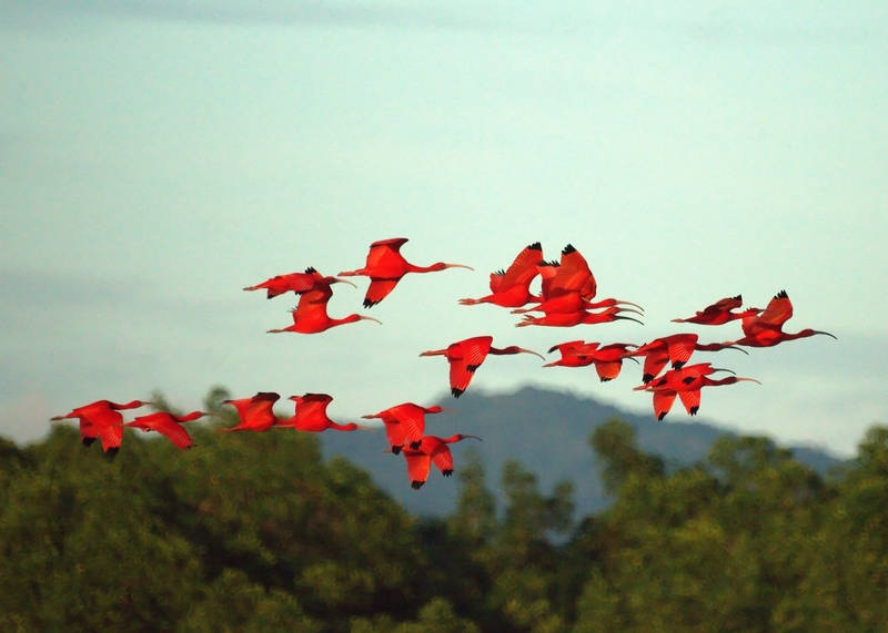 Scarlet Ibises (5535961926) - scarlet ibis (Eudocimus ruber).jpg