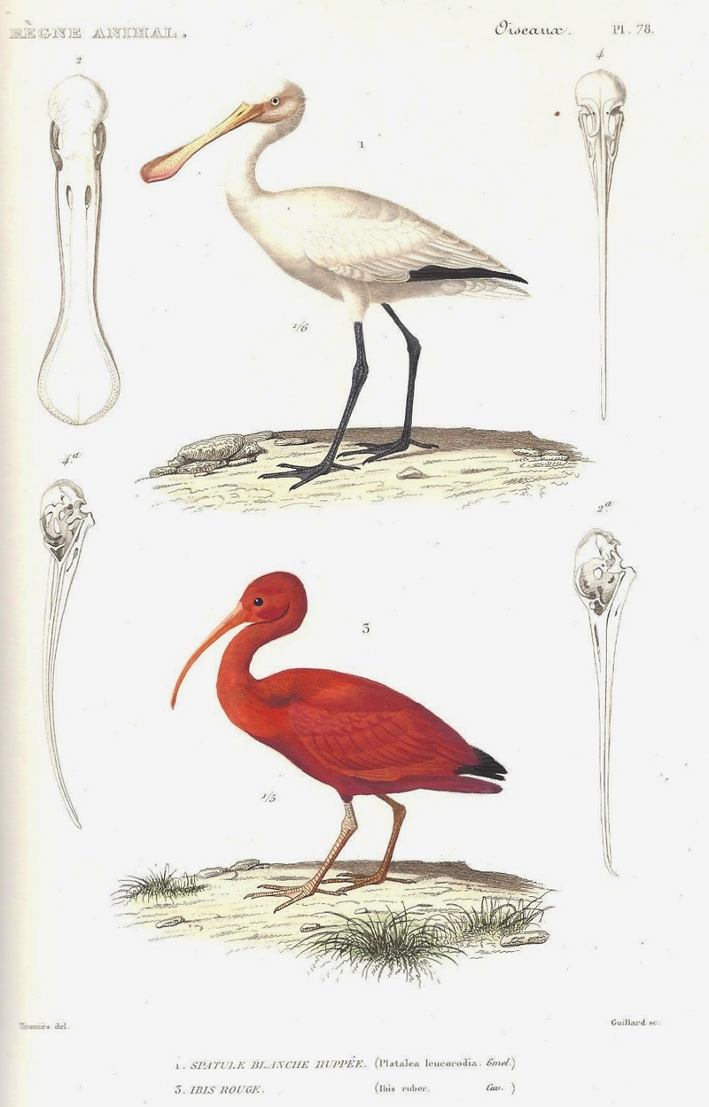 Cuvier-78-Spatule blanche et Ibis rouge - Eurasian spoonbill (Platalea leucorodia), scarlet ibis (Eudocimus ruber).jpg