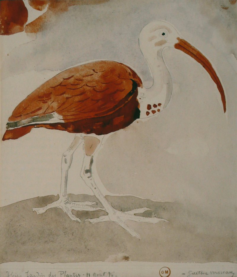 Gustave Moreau - Ibis - scarlet ibis (Eudocimus ruber).jpg