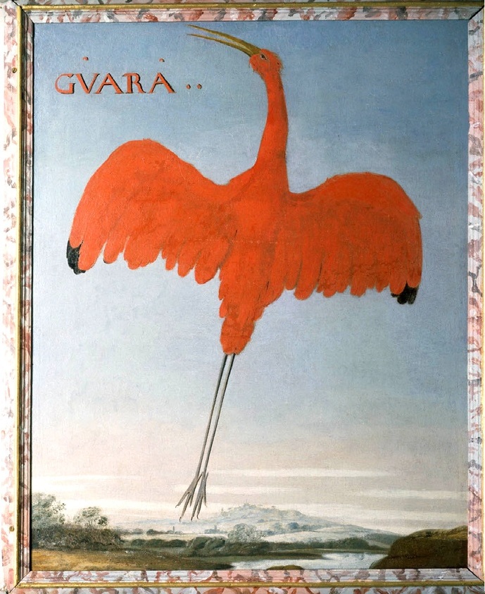 Hoflössnitz Eckhout 49br - scarlet ibis (Eudocimus ruber).jpg
