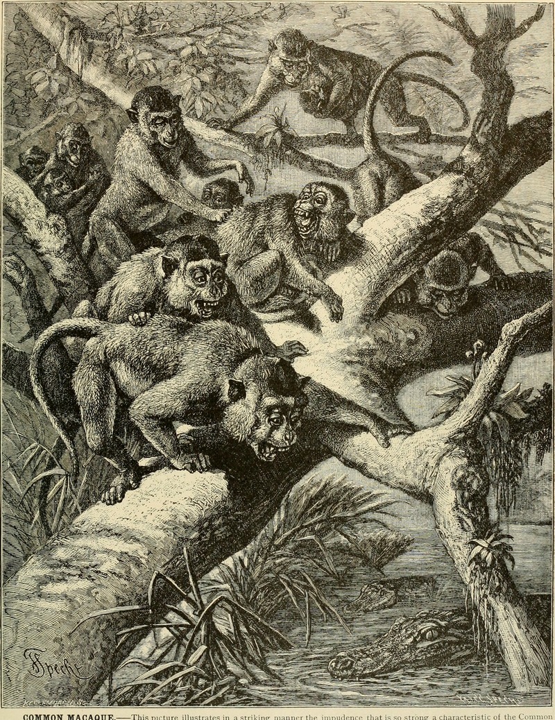 Brehm's Life of animals - a complete natural history for popular home instruction and for the use of schools (1895) (20224546538) - Barbary macaque, magot (Macaca sylvanus).jpg