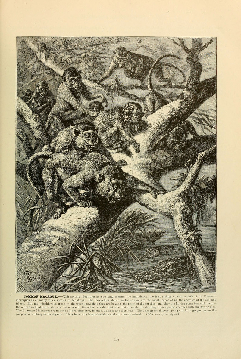 Brehm's Life of animals (Page 37) (6220672232) - Barbary macaque, magot (Macaca sylvanus).jpg