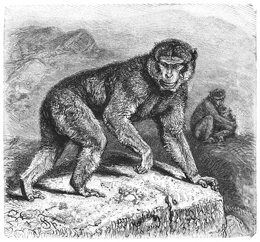Brehms Het Leven der Dieren Zoogdieren Orde 1 Magot (Inuus ecaudatus) - Barbary macaque, magot (Macaca sylvanus).jpg