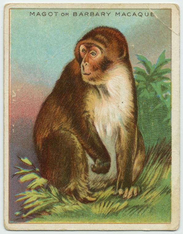 Magot or Barbary Macaque - Barbary macaque, magot (Macaca sylvanus).jpg