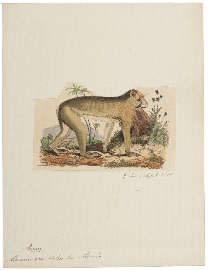 Macacus ecaudatus - 1833-1839 - Print - Iconographia Zoologica - Special Collections University of Amsterdam - UBA01 IZ20000053 - Barbary macaque, magot (Macaca sylvanus).jpg