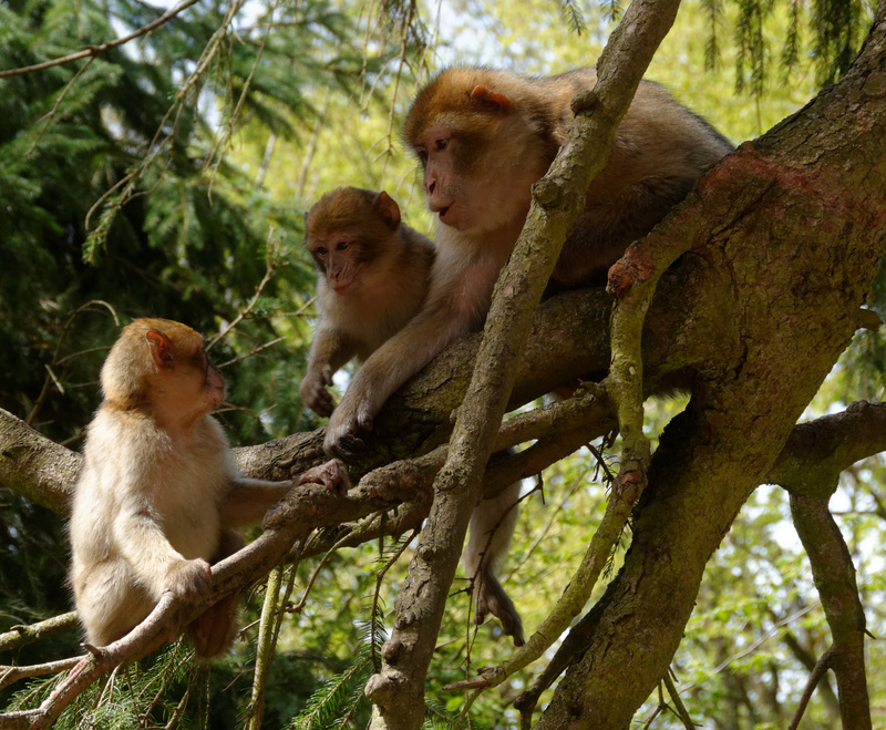 2016-04-21 14-04-26 montagne-des-singes - Barbary macaque, magot (Macaca sylvanus).jpg