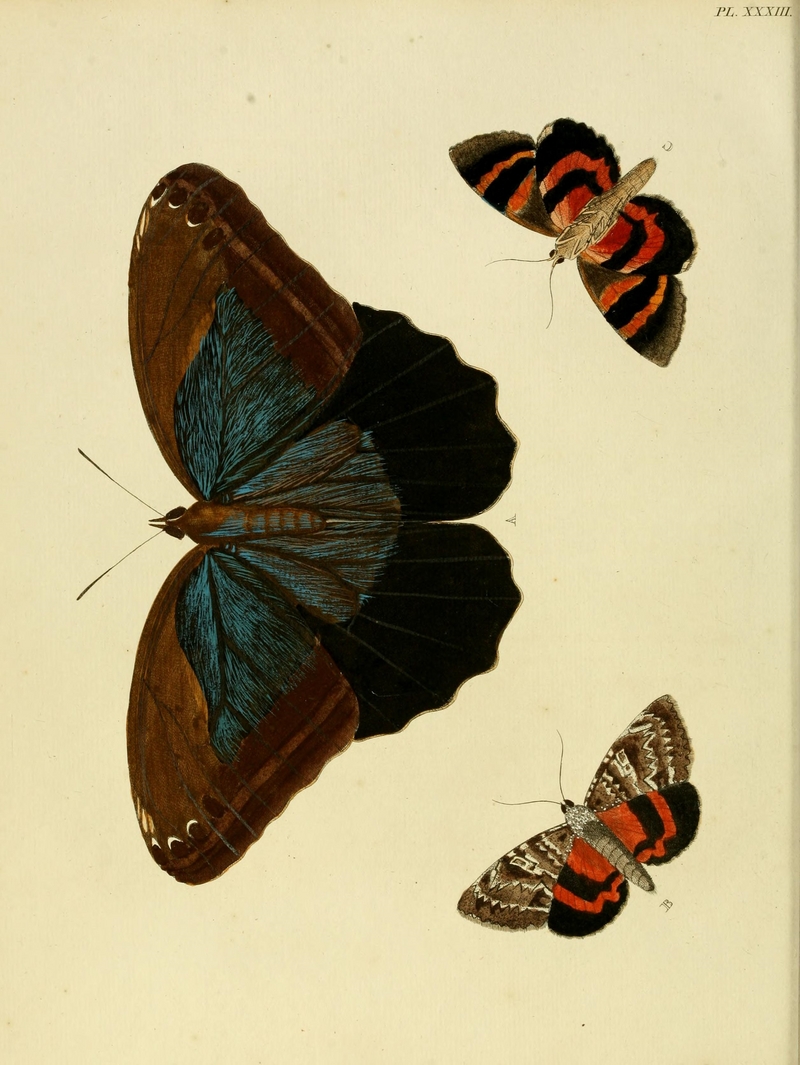 Cramer&Stoll-uitlandsche kapellen vol. 1- plate 033 - Caligo eurilochus (forest giant owl), Catocala ilia (beloved underwing).jpg