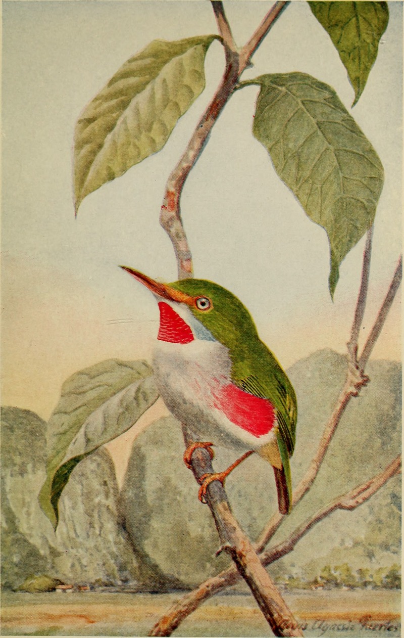The cruise of the Tomas Barrera; the narrative of a scientific expedition to western Cuba and the Colorados reefs, with observations on the geology, fauna, and flora of the region (1916) (20525307440) - Cuban tody (Todus multicolor).jpg