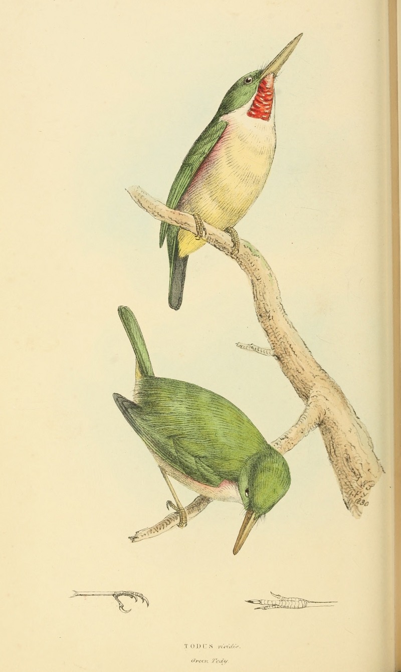 Zoological Illustrations Volume II Series 2 066 - Cuban tody (Todus multicolor).jpg