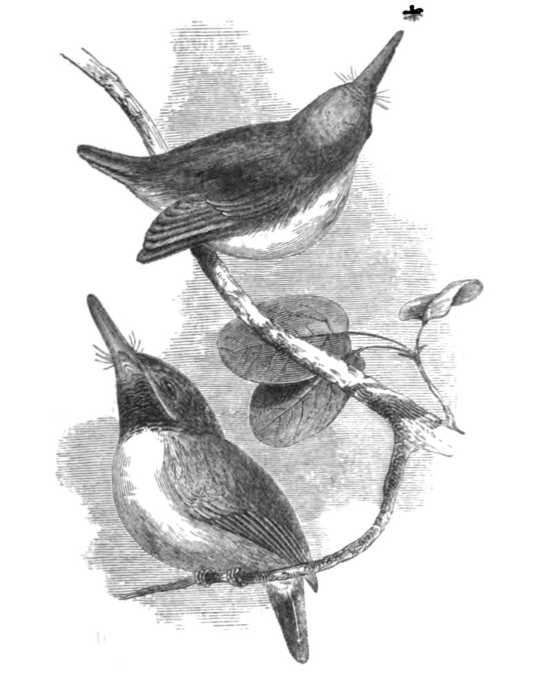 Natural History, Birds - Green Tody - Jamaican tody (Todus todus).jpg
