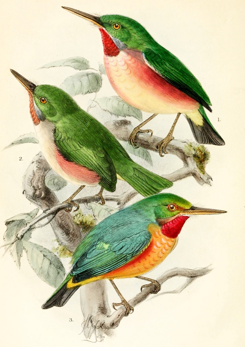 Todus subulatus 1874 - broad-billed tody (Todus subulatus).jpg