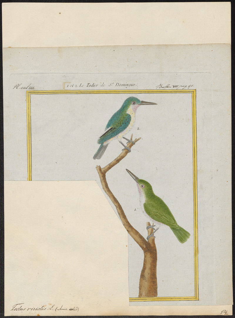 Todus viridis - 1700-1880 - Print - Iconographia Zoologica - Special Collections University of Amsterdam - UBA01 IZ16700309 - broad-billed tody (Todus subulatus).jpg
