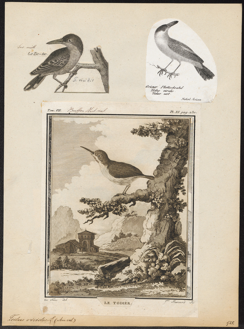 Todus viridis - 1700-1880 - Print - Iconographia Zoologica - Special Collections University of Amsterdam - UBA01 IZ16700313 - broad-billed tody (Todus subulatus).jpg