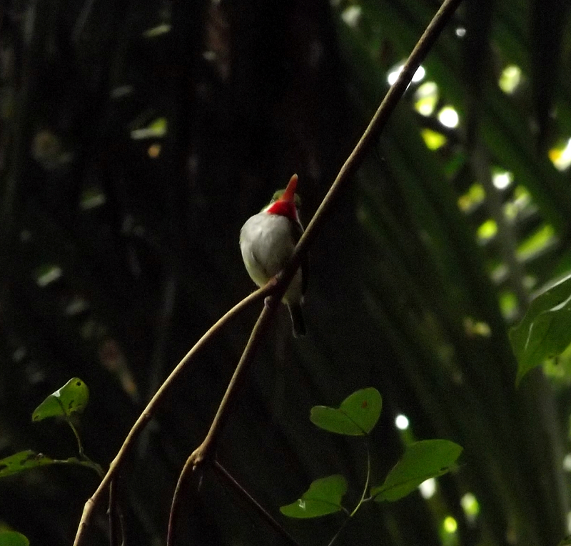 Puerto Rican Tody (Todus mexicanus) in El Yunque National Forest - Flickr - Jay Sturner.jpg