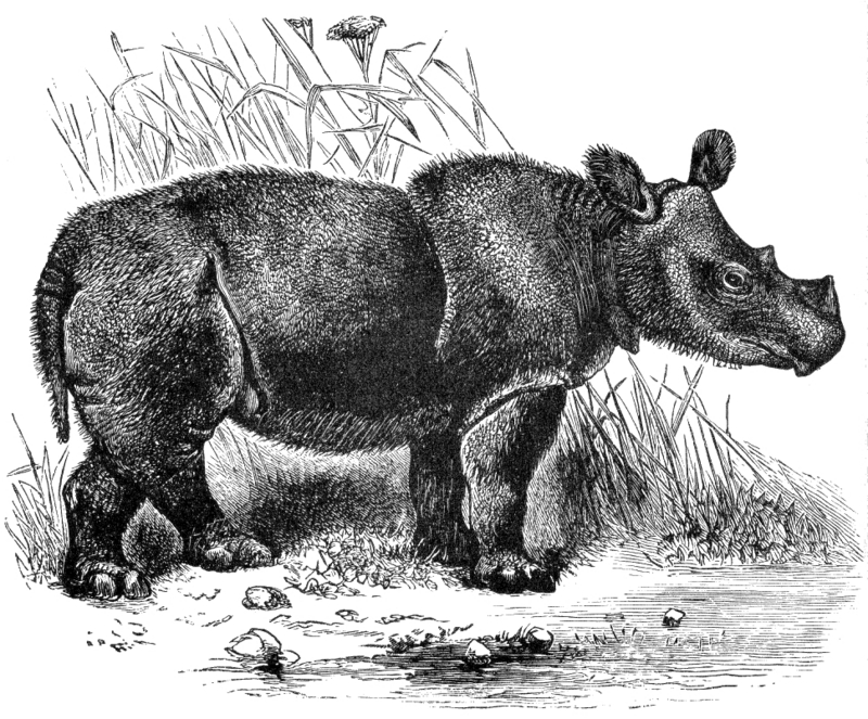 Cambridge Natural History Mammalia Fig 131 - Sumatran rhinoceros, hairy rhinoceros, Asian two-horned rhinoceros (Dicerorhinus sumatrensis).png