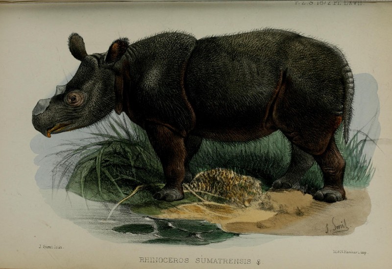 Proceedings of the Zoological Society of London (9467981644) - Sumatran rhinoceros, hairy rhinoceros, Asian two-horned rhinoceros (Dicerorhinus sumatrensis).jpg