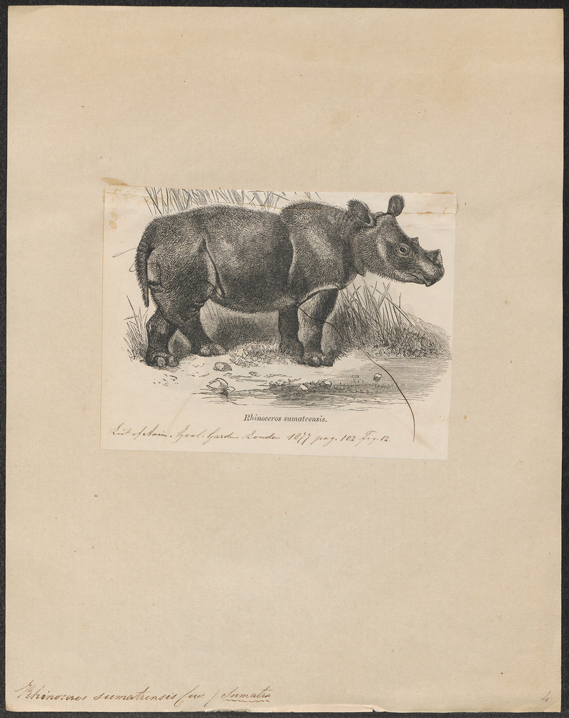 Rhinoceros sumatrensis - 1700-1880 - Print - Iconographia Zoologica - Special Collections University of Amsterdam - UBA01 IZ22000247 - Sumatran rhinoceros, hairy rhinoceros, Asian two-horned rhinoceros (Dicerorhinus sumatrensis).jpg