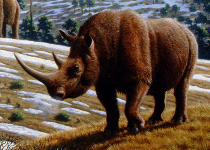 Woolly rhinoceros (Coelodonta antiquitatis) - Mauricio Antón.jpg