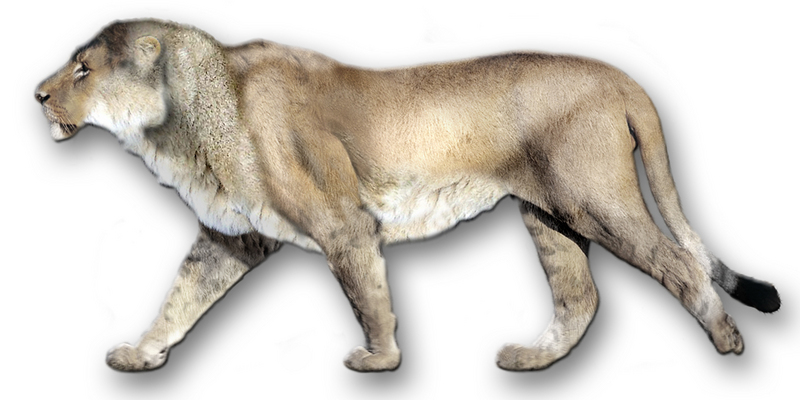 Panthera.Leo.Atrox1 - American lion (Panthera leo atrox).jpg