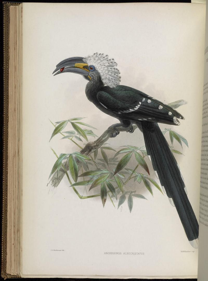 A monograph of the Bucerotidæ, or family of the hornbills (Plate XL) BHL38534671 - white-crested hornbill, long-tailed hornbill (Tropicranus albocristatus).jpg