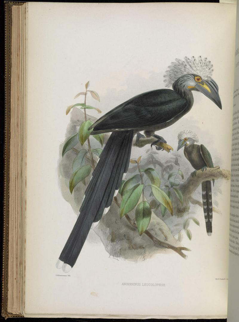 A monograph of the Bucerotidæ, or family of the hornbills (Plate XLI) BHL38534675 - white-crested hornbill, long-tailed hornbill (Tropicranus albocristatus).jpg