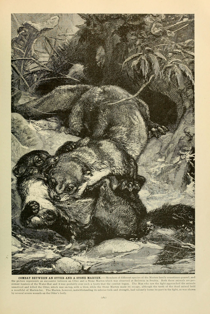 Brehm's Life of animals (Page 181) (6220160033) - Eurasian River Otter (Lutra lutra).jpg