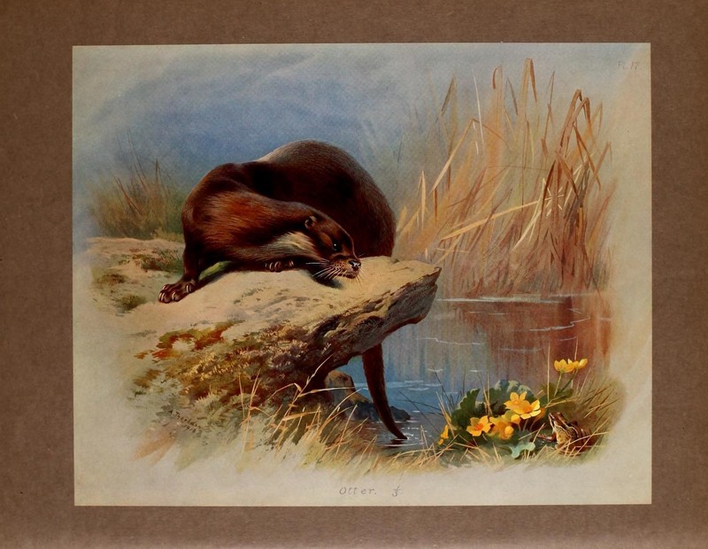 British mammals (Pl. 17) (21901284911) - Eurasian river otter, European otter (Lutra lutra lutra).jpg