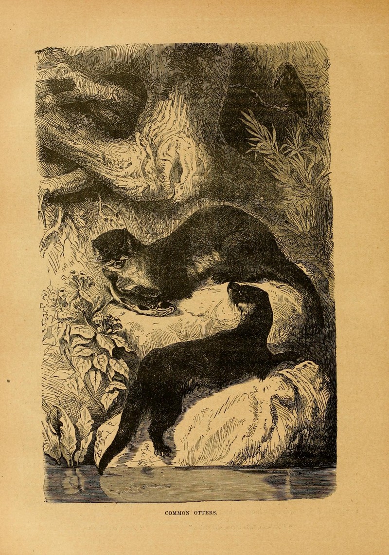 Cassell's natural history (Page 200) (6904732306) - Eurasian river otter (Lutra lutra).jpg