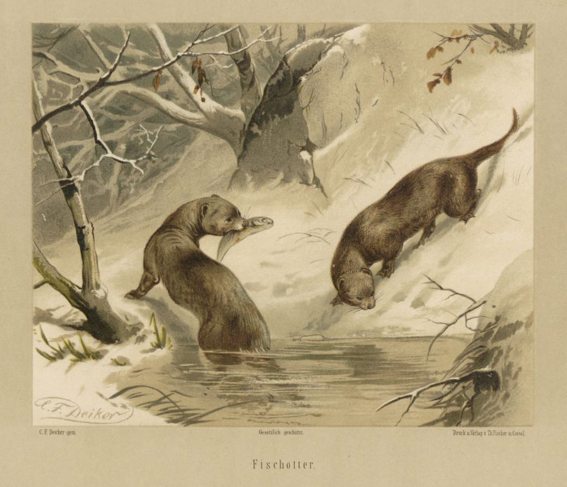 Deiker Jagdbare Tiere 1093212 - European otter, Eurasian river otter (Lutra lutra).jpg
