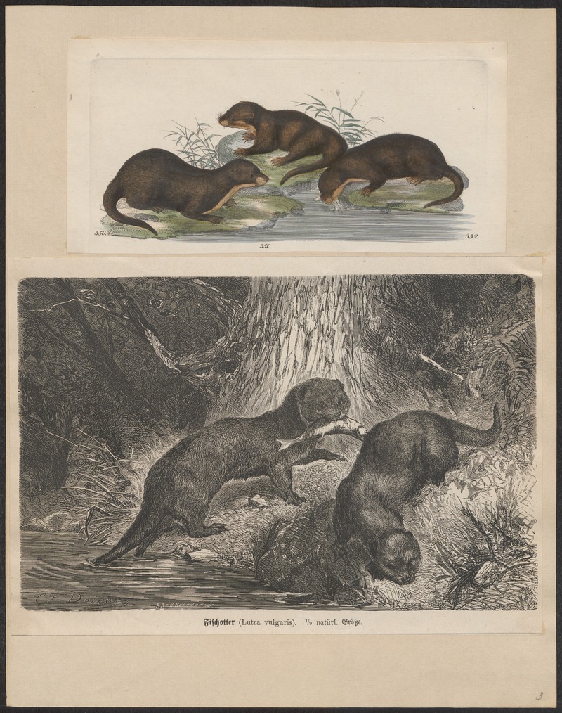 Lutra vulgaris - 1700-1880 - Print - Iconographia Zoologica - Special Collections University of Amsterdam - UBA01 IZ22500035 - European Otters, Eurasian river otter (Lutra lutra).jpg