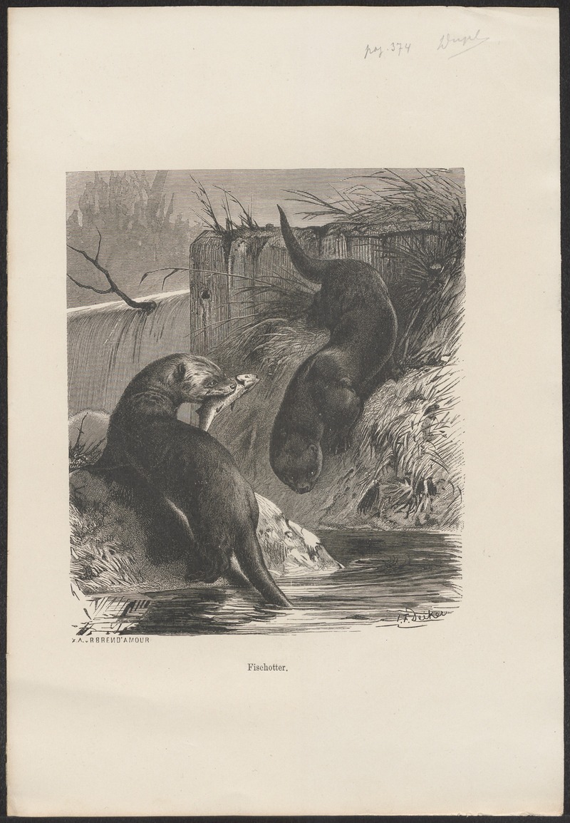 Lutra vulgaris - 1700-1880 - Print - Iconographia Zoologica - Special Collections University of Amsterdam - UBA01 IZ22500037 - Eurasian river otter (Lutra lutra).jpg
