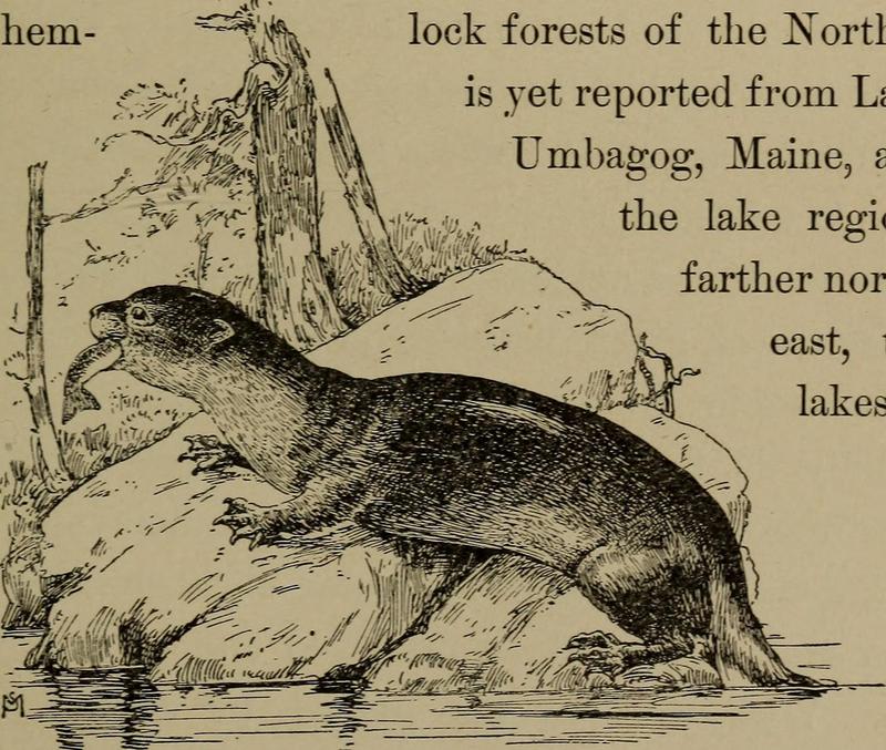 Familiar life in field and forest; the animals, birds, frogs, and salamanders (1898) (14568749418) - North American river otter (Lontra canadensis).jpg