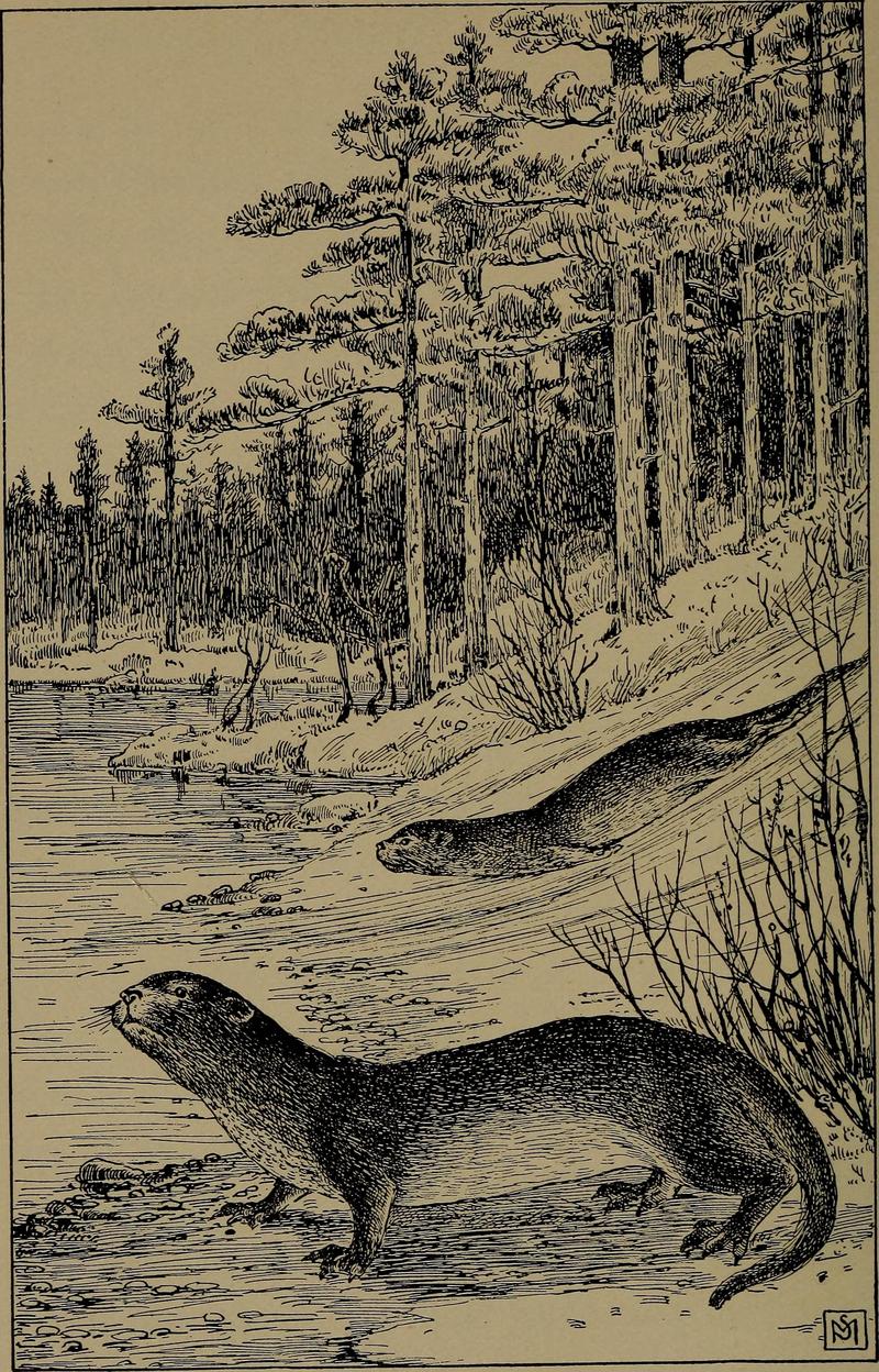 Familiar life in field and forest; the animals, birds, frogs, and salamanders (1898) (14568750378) - North American river otter (Lontra canadensis), otters.jpg