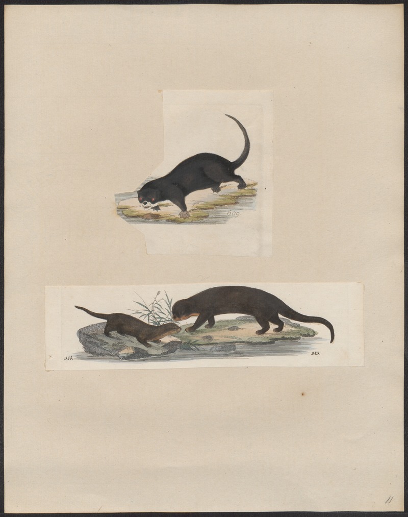 Lutra canadensis - 1700-1880 - Print - Iconographia Zoologica - Special Collections University of Amsterdam - UBA01 IZ22500071 - North American river otter (Lontra canadensis).jpg