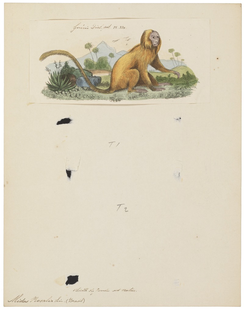 Midas rosalia - 1833-1839 - Print - Iconographia Zoologica - Special Collections University of Amsterdam - UBA01 IZ20200041 - golden lion tamarin, golden marmoset (Leontopithecus rosalia).jpg