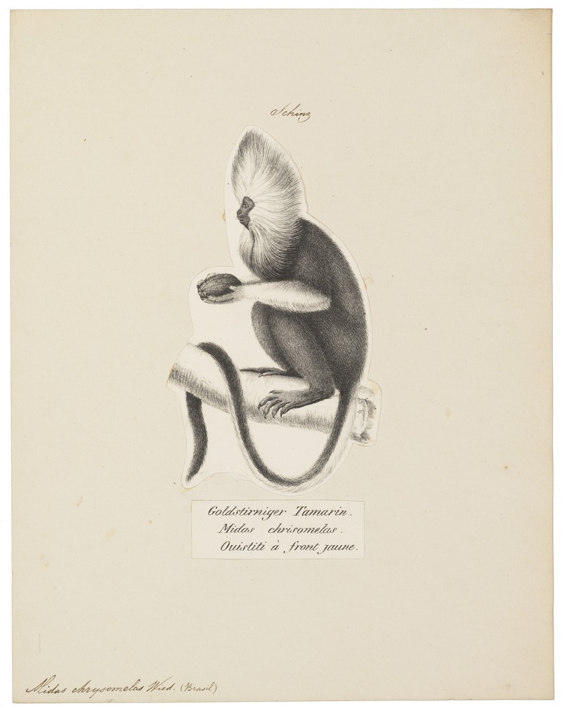 Midas chrysomelas - 1809-1845 - Print - Iconographia Zoologica - Special Collections University of Amsterdam - UBA01 IZ20200049 - golden-headed tamarin (Leontopithecus chrysomelas).jpg
