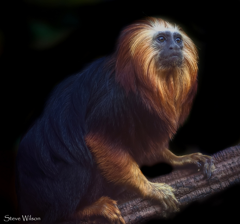 The most beautiful of Primates (9221310569) - golden-headed tamarin (Leontopithecus chrysomelas).jpg
