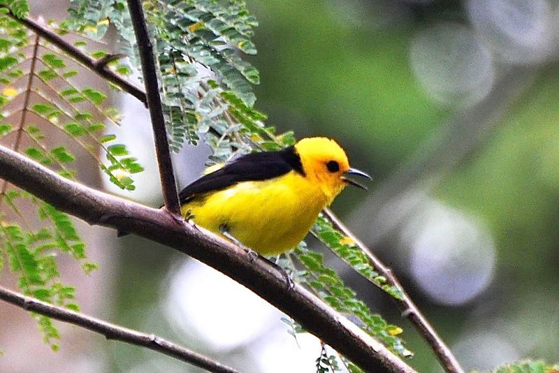 Chrysothlypis chrysomelas - black-and-yellow tanager (Chrysothlypis chrysomelas).jpg