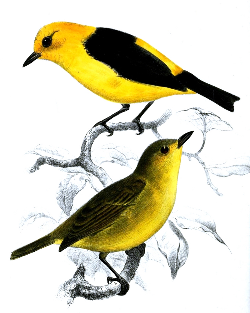 Tachyphonus.Chrysomelas.Smit - black-and-yellow tanager (Chrysothlypis chrysomelas).jpg
