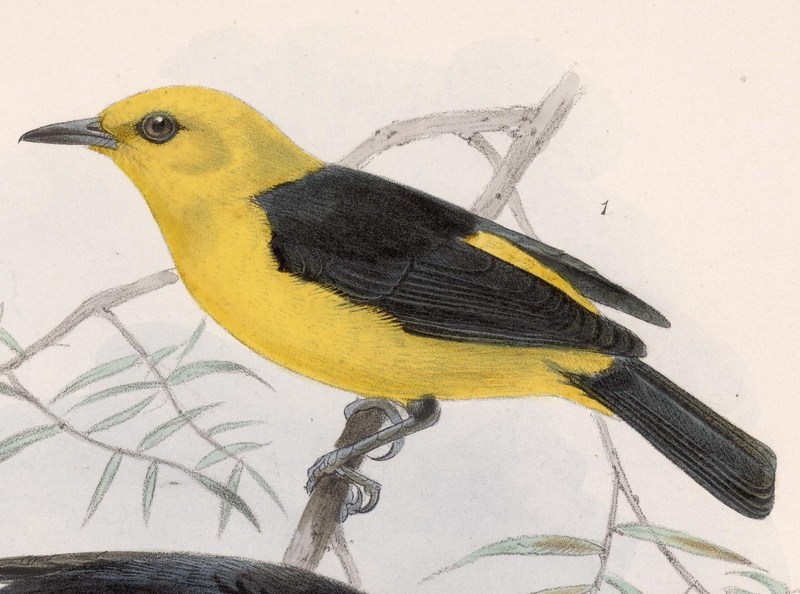 Chrysothlypis chrysomelas 1902 - black-and-yellow tanager (Chrysothlypis chrysomelas).jpg
