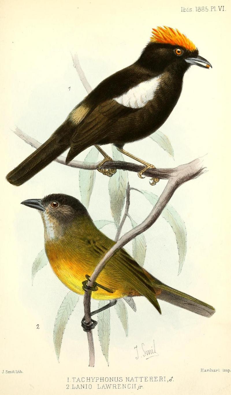 Tachyphonus.Smit - flame-crested tanager (Tachyphonus cristatus), white-shouldered tanager (Tachyphonus luctuosus).jpg