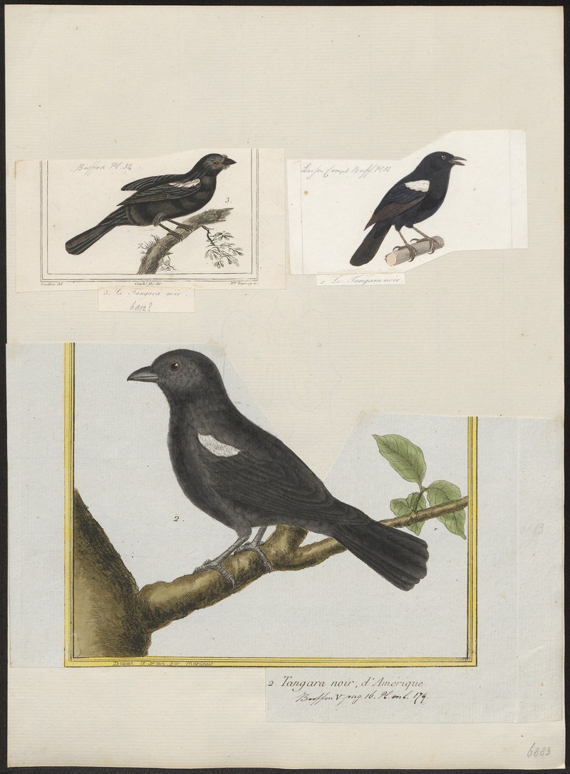 Tachyphonus melaleucus - 1700-1880 - Print - Iconographia Zoologica - Special Collections University of Amsterdam - UBA01 IZ15900263 - white-lined tanager (Tachyphonus rufus).jpg