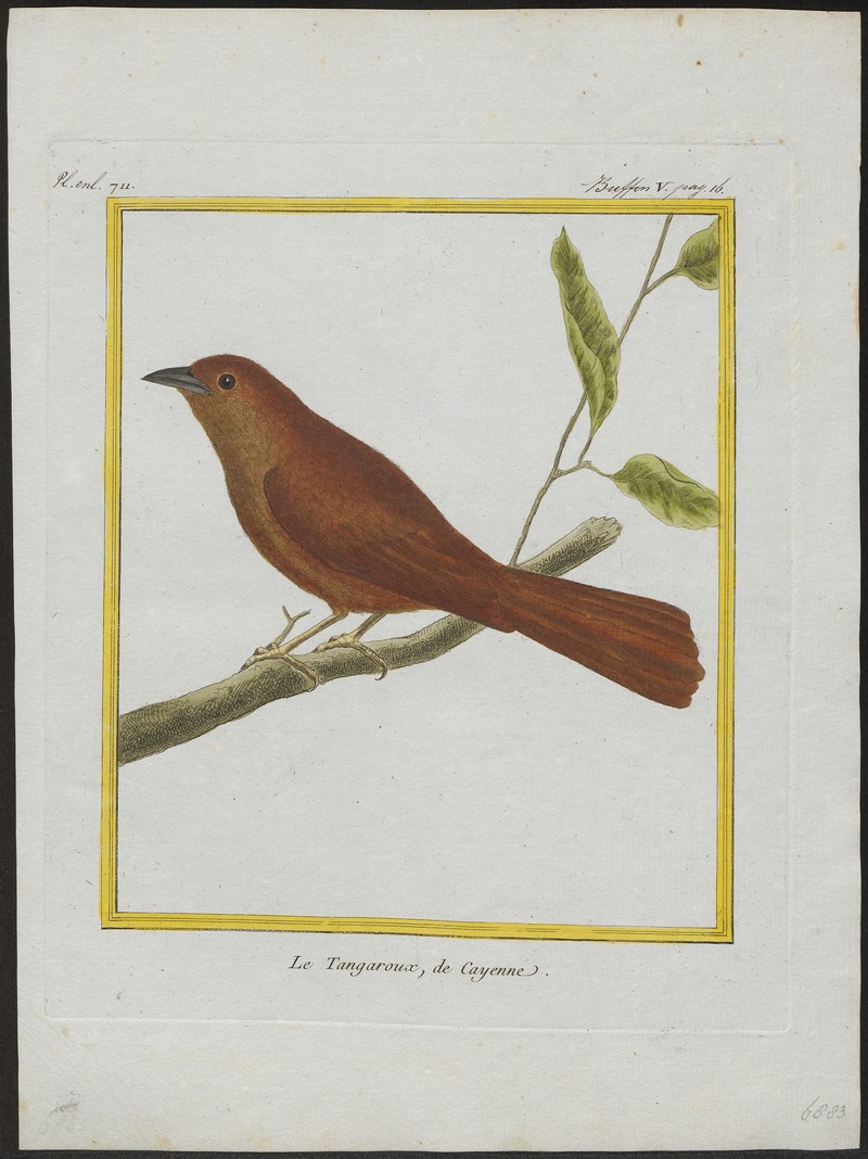 Tachyphonus melaleucus - 1700-1880 - Print - Iconographia Zoologica - Special Collections University of Amsterdam - UBA01 IZ15900265 - white-lined tanager (Tachyphonus rufus).jpg