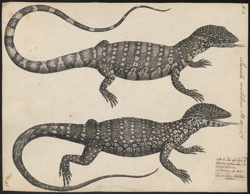 Lacerta niloticus - 1700-1880 - Print - Iconographia Zoologica - Special Collections University of Amsterdam - UBA01 IZ12400053 - Nile monitor (Varanus niloticus).jpg